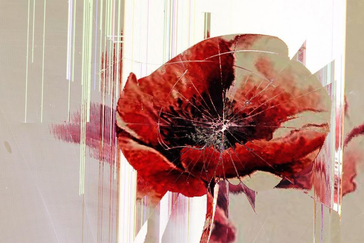 The image shows a red poppy flower displayed on a digital screen with a visible crack running across it, distorting the flower's image with streaks and fragmented lines indicative of the damaged screen.